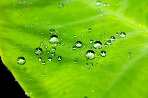 Cette eau est un mélange de quatre (4) sources d’eau hautement spirituelles (le Jourdain, le gange, le Nil et le puit de Zam-Zam). Cette eau est dans son ensemble recueillie dans les plus strictes dispositions spirituelle permet de rendre féconde toute personne stérile qu’elle soit un homme ou une femme. C’est une eau qui fait des merveilles et qui élimine toute attaque durant la grossesse.